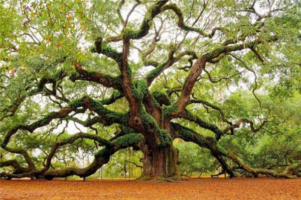 梦见猴子上树_挂在树上的猴子_梦见猴子对我撒尿是