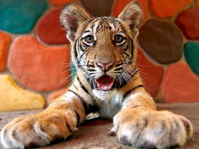 虎年宝宝起名字要有山有树