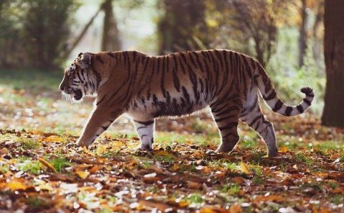 虎年女宝宝起名宜用字