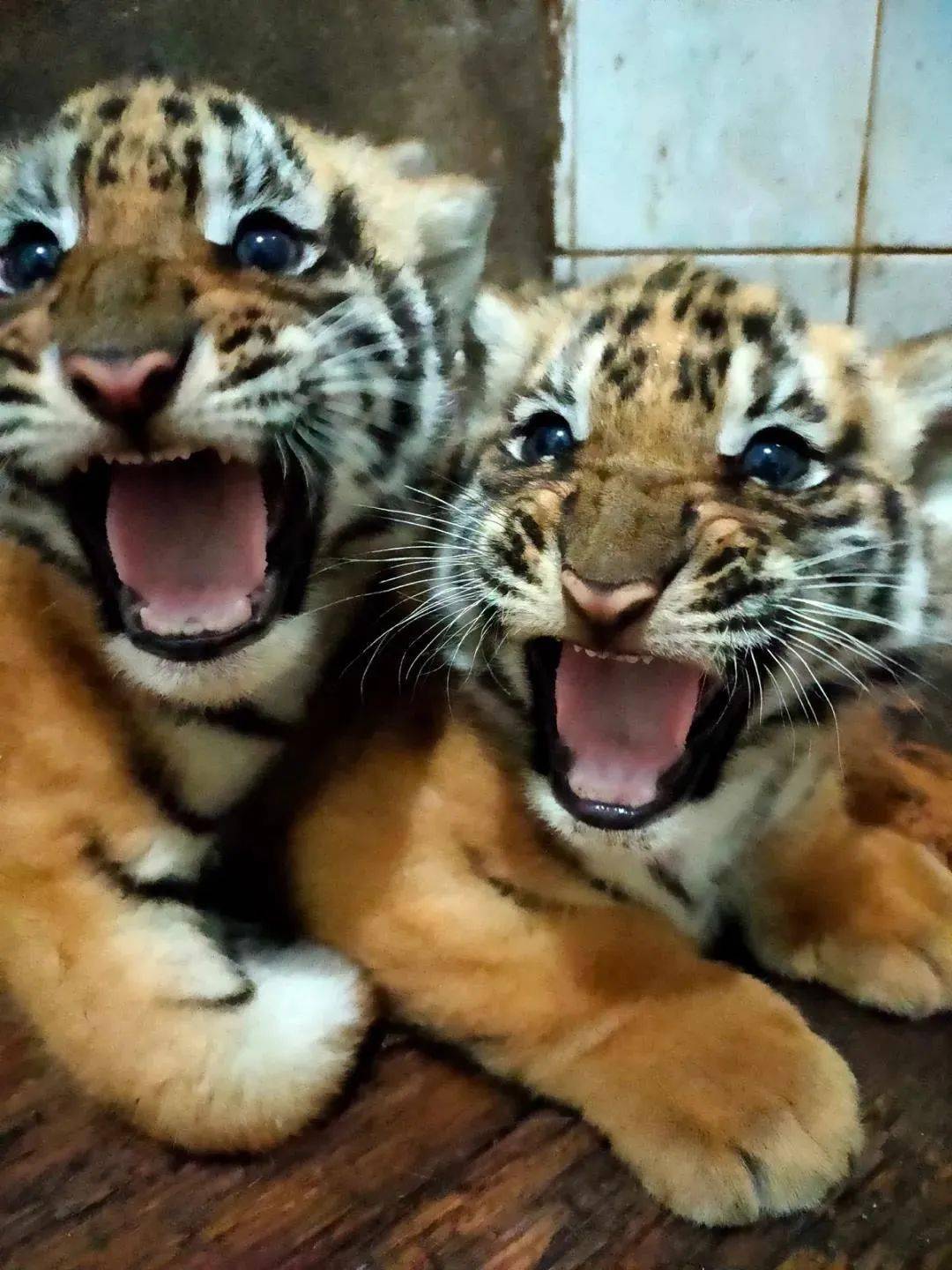 水虎年出生的虎宝宝起名字