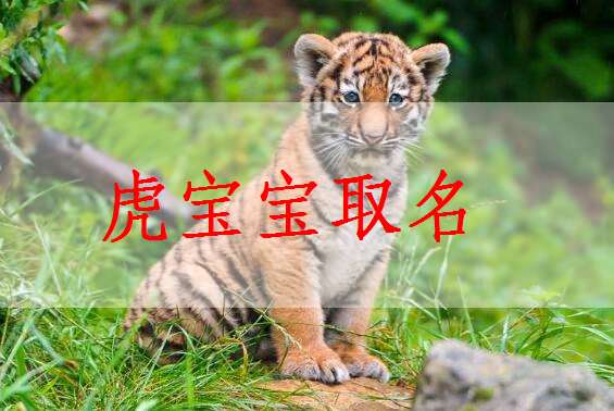 虎年正月出生的宝宝起名