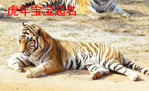 2122虎年宝宝起名大全男孩