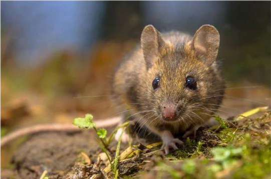 生肖鼠男配对属相蛇