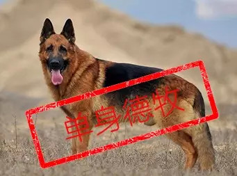 生肖男猪属相婚姻配对