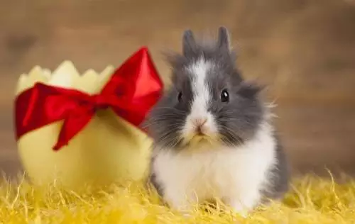 84年鼠男和83年猪女配吗