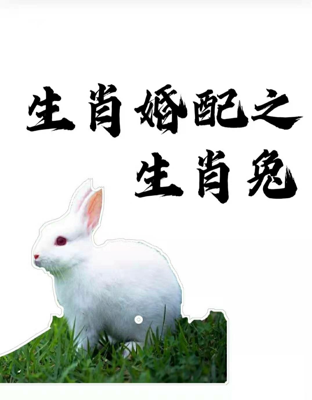 十二生肖男生配对属相