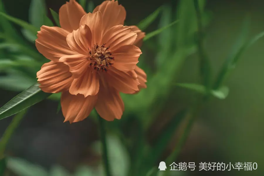 权猜最佳生肖属相配对