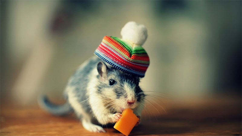 96鼠和94狗是上等婚吗