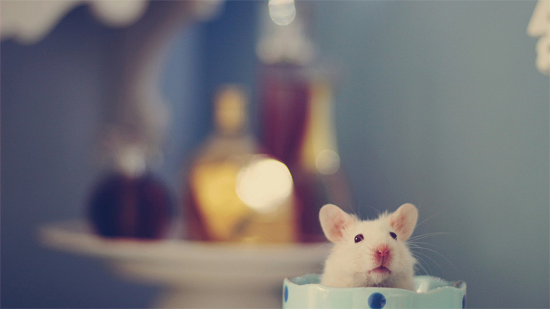 1984年属鼠男人感情