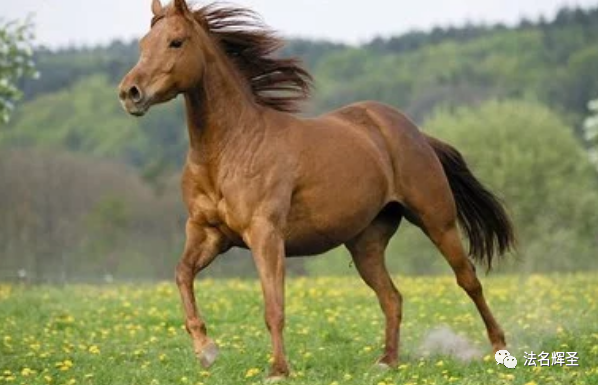 庚午年的马今日运势