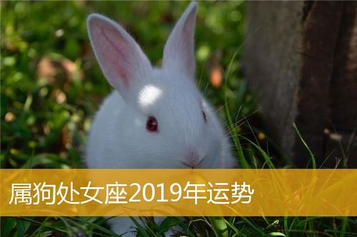 属狗女处女座今日运势