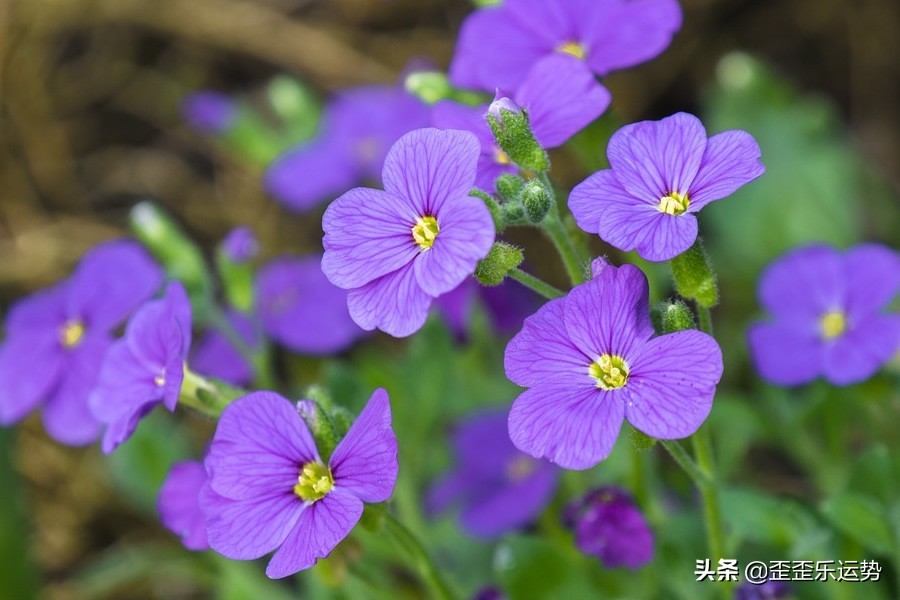 2.28-3.6十二星座感情运势，双子爱情温馨和谐，天秤座桃花多多