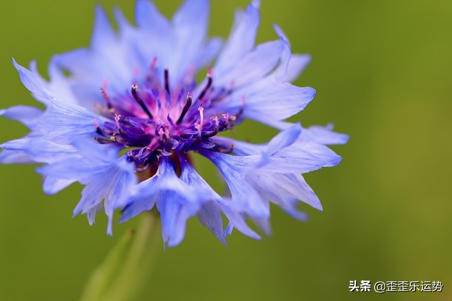 2.28-3.6十二星座感情运势，双子爱情温馨和谐，天秤座桃花多多