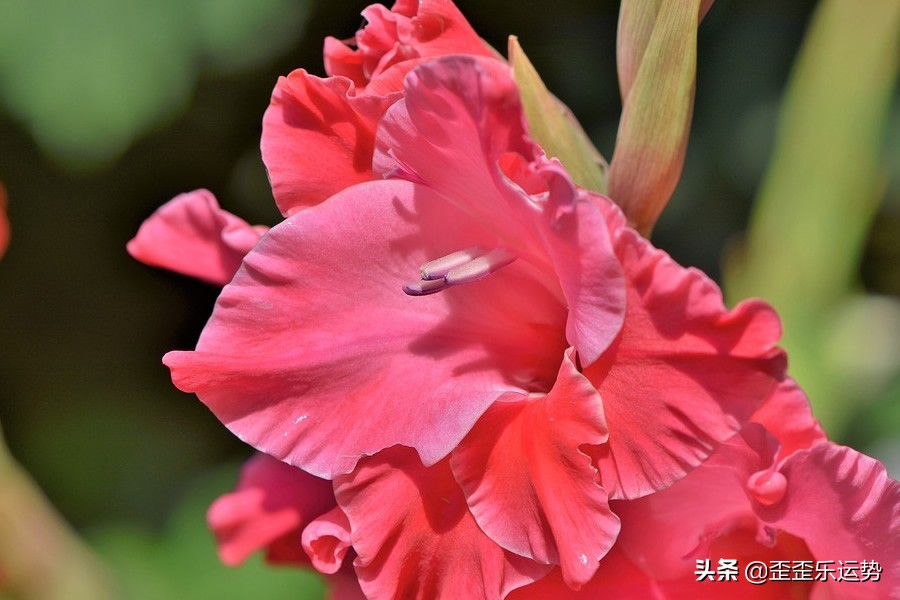 2.28-3.6十二星座感情运势，双子爱情温馨和谐，天秤座桃花多多