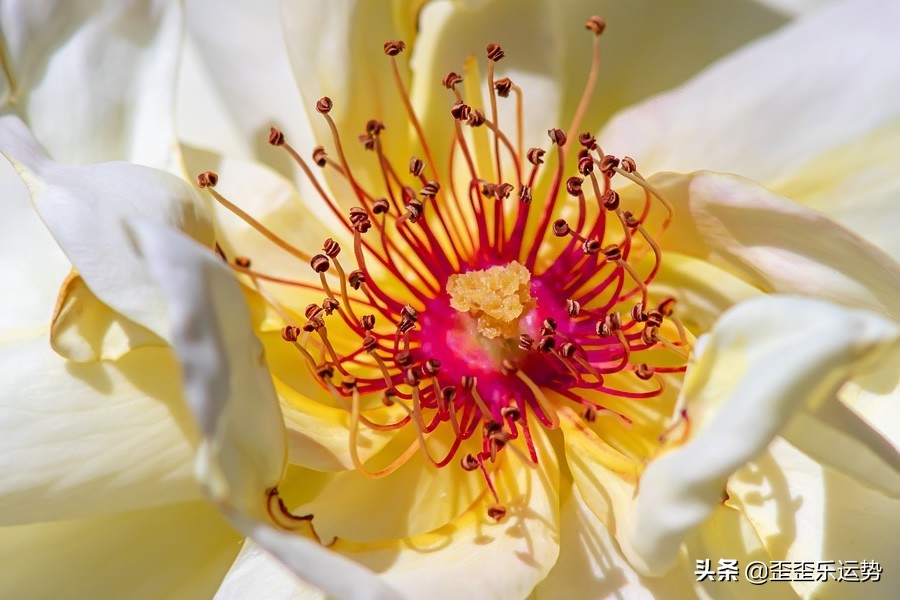 2.28-3.6十二星座感情运势，双子爱情温馨和谐，天秤座桃花多多