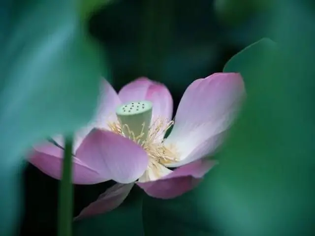 幸运星座之天秤座爱情运势